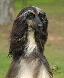 Afghan Hound 9J31D-06